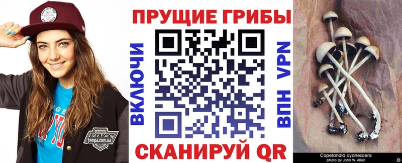 Галлюциногенные грибы Psilocybe kraken ССЫЛКА Урай